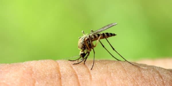 Close-up of a striped mosquito feeding on human skin outdoors, showing the bite that mosquito control is meant to stop.